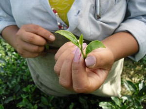 Golden Tips